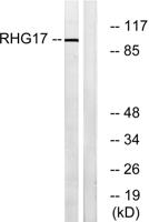 ARHGAP17 Polyclonal Antibody