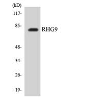 ARHGAP9 Polyclonal Antibody