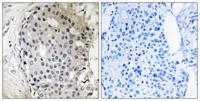 ARHGEF10 Polyclonal Antibody