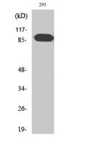 ARHGEF19 Polyclonal Antibody
