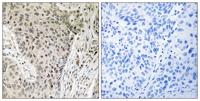 ARHGEF19 Polyclonal Antibody