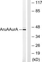 ARK-1 Polyclonal Antibody