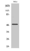 Egr-2 Polyclonal Antibody