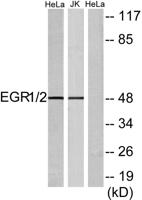 Egr-2 Polyclonal Antibody