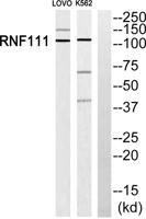 Arkadia Polyclonal Antibody