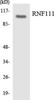 Arkadia Polyclonal Antibody
