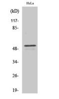 ARMC6 Polyclonal Antibody