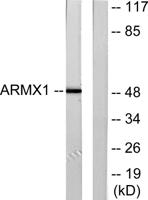 ARMCX1 Polyclonal Antibody