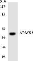 ARMCX3 Polyclonal Antibody