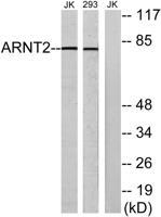 Arnt 2 Polyclonal Antibody