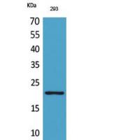 ARP Polyclonal Antibody