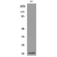 ARP Polyclonal Antibody