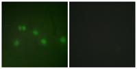 ARP-1 Polyclonal Antibody