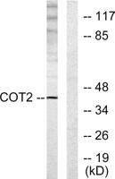 ARP-1 Polyclonal Antibody