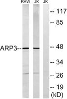Arp3 Polyclonal Antibody