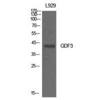 GDF-3 Polyclonal Antibody