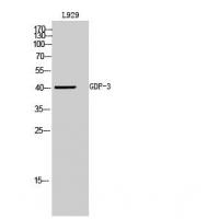 GDF-3 Polyclonal Antibody