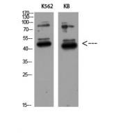 GDF-3 Polyclonal Antibody