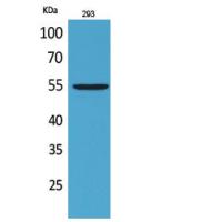 GDF-5 Polyclonal Antibody