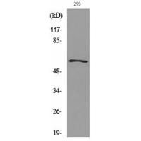 GDF-5 Polyclonal Antibody