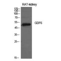 GDF-6 Polyclonal Antibody