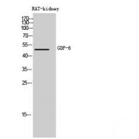 GDF-6 Polyclonal Antibody