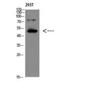 GDF-6 Polyclonal Antibody