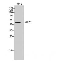GDF-7 Polyclonal Antibody