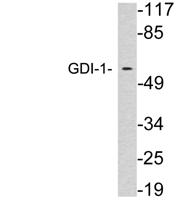 GDI-1 Polyclonal Antibody
