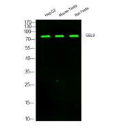 GELS Polyclonal Antibody