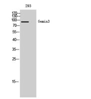 Gemin3 Polyclonal Antibody