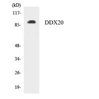 Gemin3 Polyclonal Antibody