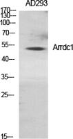 Arrdc1 Polyclonal Antibody
