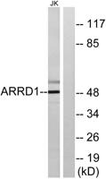 Arrdc1 Polyclonal Antibody