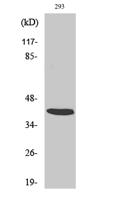 ARRDC2 Polyclonal Antibody