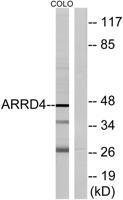 Arrdc4 Polyclonal Antibody