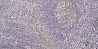 Arrestin-C Polyclonal Antibody