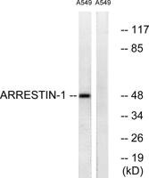 Arrestin-β-1 Polyclonal Antibody