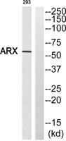 ARX Polyclonal Antibody