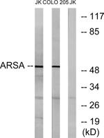Arylsulfatase A Polyclonal Antibody