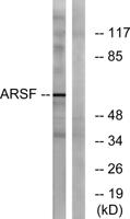 Arylsulfatase F Polyclonal Antibody