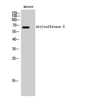 Arylsulfatase G Polyclonal Antibody