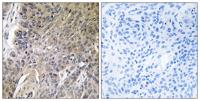 Arylsulfatase G Polyclonal Antibody