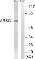 Arylsulfatase G Polyclonal Antibody