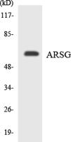 Arylsulfatase G Polyclonal Antibody