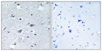 Arylsulfatase I Polyclonal Antibody