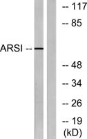 Arylsulfatase I Polyclonal Antibody