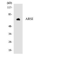 Arylsulfatase I Polyclonal Antibody