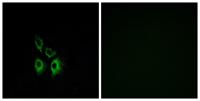 AR-α1A Polyclonal Antibody