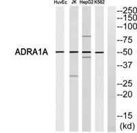 AR-α1A Polyclonal Antibody